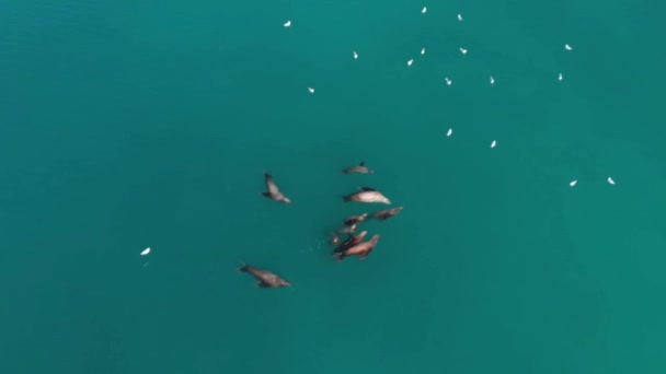 Leones Marinos Estelares Aves Marinas Cazando Peces Pequeños Seward Alaska — Vídeos de Stock