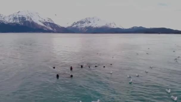 Lions Mer Stellaires Oiseaux Mer Recherche Petits Poissons Seward Alaska — Video