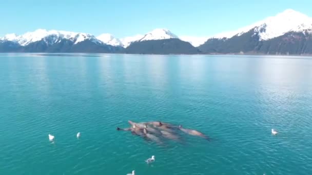 Leões Marinhos Estelares Aves Marinhas Caçam Pequenos Peixes Seward Alaska — Vídeo de Stock