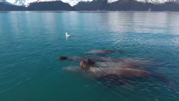 Leones Marinos Estelares Aves Marinas Cazando Peces Pequeños Seward Alaska — Vídeos de Stock