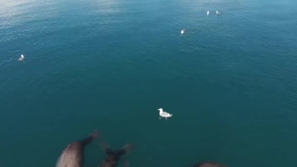 Leones Marinos Estelares Aves Marinas Cazando Peces Pequeños Seward Alaska — Vídeos de Stock