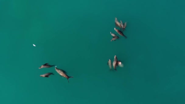 Leones Marinos Estelares Aves Marinas Cazando Peces Pequeños Seward Alaska — Vídeo de stock