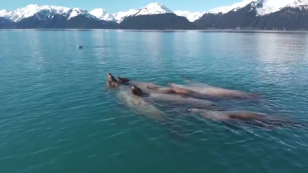 Stellar Sjölejon Och Sjöfåglar Som Jagar För Småfisk Seward Alaska — Stockvideo