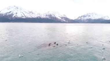 Yıldız deniz aslanları ve deniz kuşları Seward Alaska küçük balık için avcılık 