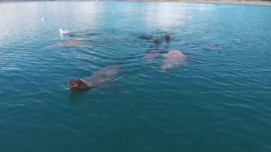 Yıldız deniz aslanları ve deniz kuşları Seward Alaska küçük balık için avcılık 