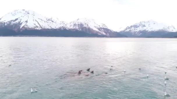 Stellar Sjölejon Och Sjöfåglar Som Jagar För Småfisk Seward Alaska — Stockvideo