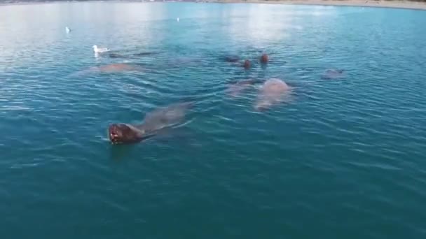 Leones Marinos Estelares Aves Marinas Cazando Peces Pequeños Seward Alaska — Vídeos de Stock