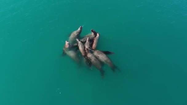 Hvězdné Mořské Lvy Mořští Ptáci Loví Malé Ryby Sewarské Aljašce — Stock video
