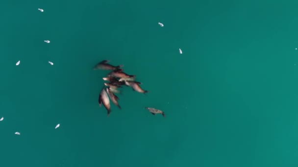 Luchtfoto Van Stellaire Zeeleeuw Kolonie Alaska — Stockvideo