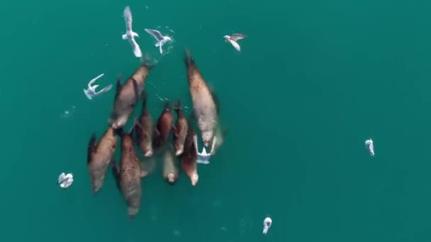 Aerial View Stellar Sea Lion Colony Alaska — Stock Video