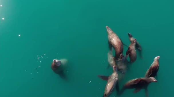 Vista Aérea Colonia Leones Marinos Estelares Alaska — Vídeos de Stock