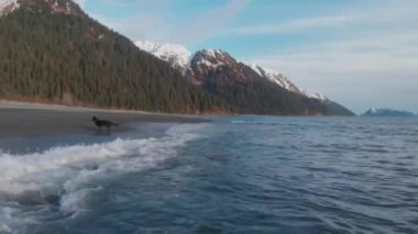 Seward Alaska'dan bahar manzaraları 
