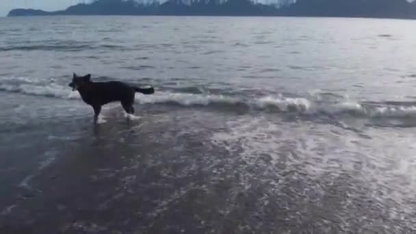 Nuestro Oso Perro Encanta Perseguir Cola Playa — Vídeo de stock