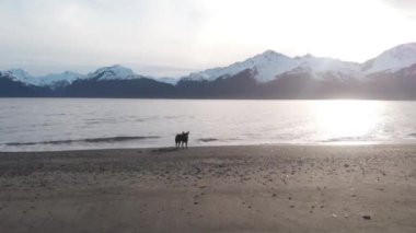 Köpeğimiz Ayı sahilde kuyruğunu kovalamayı seviyor.