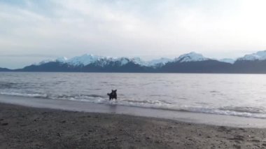 Bizim mutlu köpek Bear Alaska'da bir plajda kuyruğunu kovalayan 