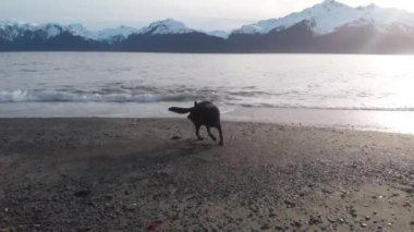 Bizim mutlu köpek Bear Alaska'da bir plajda kuyruğunu kovalayan 
