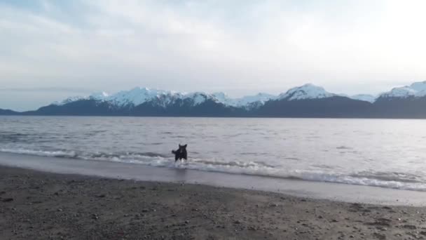 Наша Счастливая Собака Медведь Гонится Своим Хвостом Пляже Аляске — стоковое видео