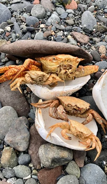 Crab shells on the beach in Alaska