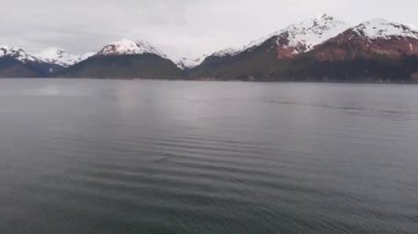 Kambur balinalar Seward Alaska'daki Diriliş Körfezi'nde 