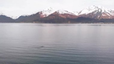 Kambur balinalar Seward Alaska'daki Diriliş Körfezi'nde 