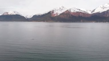 Kambur balinalar Seward Alaska'daki Diriliş Körfezi'nde 