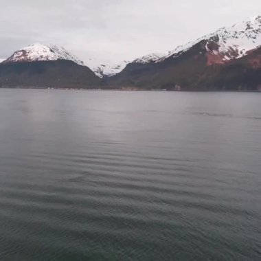 Kambur balinalar Seward Alaska'daki Diriliş Körfezi'nde 