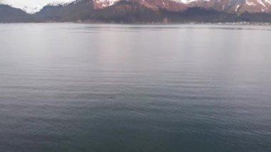 Kambur balinalar Seward Alaska'daki Diriliş Körfezi'nde 