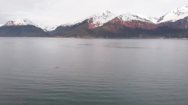 Baleias Jubarte Baía Ressurreição Seward Alaska — Vídeo de Stock