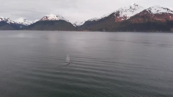 Rorquals Bosse Sur Baie Résurrection Seward Alaska — Video