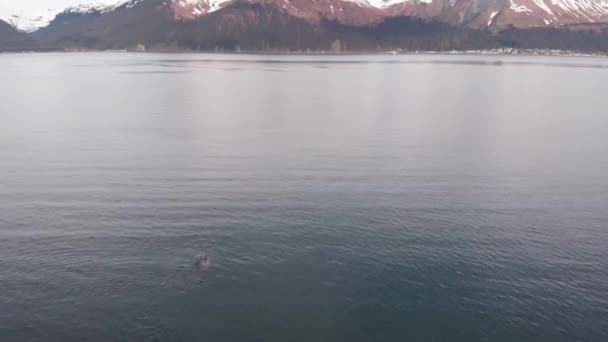 Ballenas Jorobadas Bahía Resurrección Seward Alaska — Vídeos de Stock