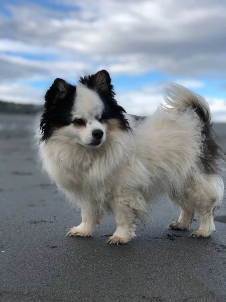 Bizim sevimli köpek Diego kamera için poz!