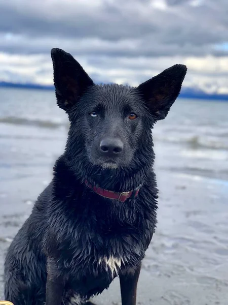 Notre Chien Ours Posant Pour Caméra — Photo