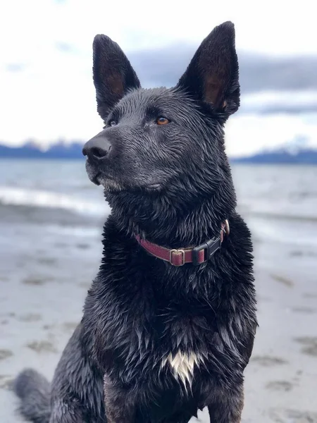 Notre Chien Ours Posant Pour Caméra — Photo