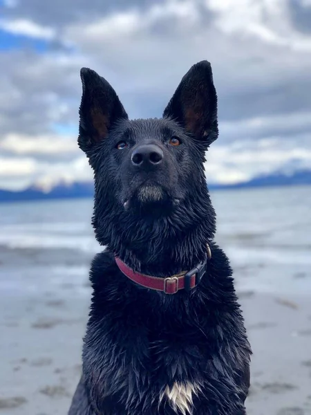 Notre Chien Ours Posant Pour Caméra — Photo