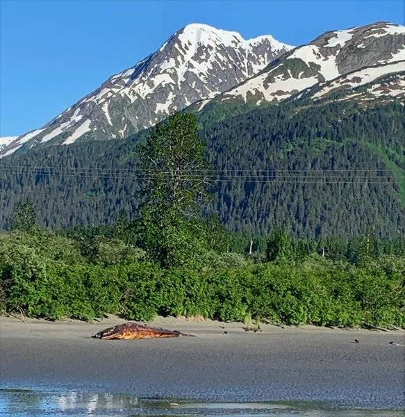 Genç gri balina Alaska 'da bir sahilde ölü bulundu. 