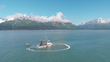 Ticari balıkçılar ve deniz aslanları Alaska'da somon için yarışıyor 
