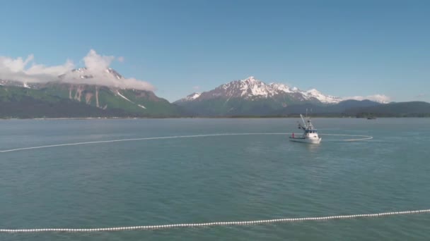 Pescadores Comerciales Lobos Marinos Compitiendo Por Salmón Alaska — Vídeo de stock