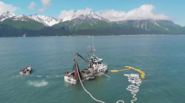 Ticari balıkçılar ve deniz aslanları Alaska'da somon için yarışıyor 