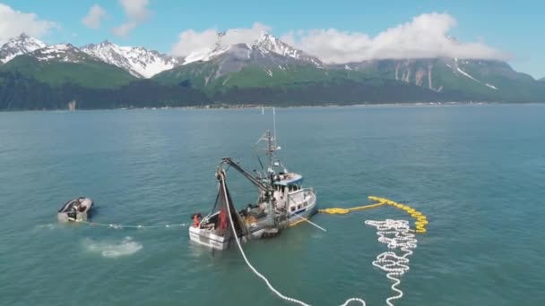 Pescadores Comerciales Lobos Marinos Compitiendo Por Salmón Alaska — Vídeo de stock