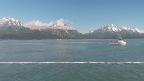 Nelayan Komersial Dan Singa Laut Bersaing Memperebutkan Salmon Alaska — Stok Video