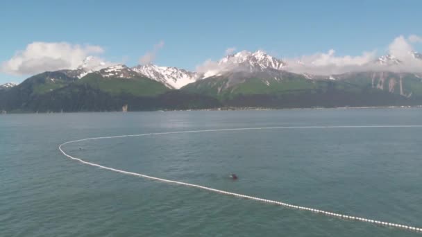 Pescadores Comerciales Lobos Marinos Compitiendo Por Salmón Alaska — Vídeo de stock