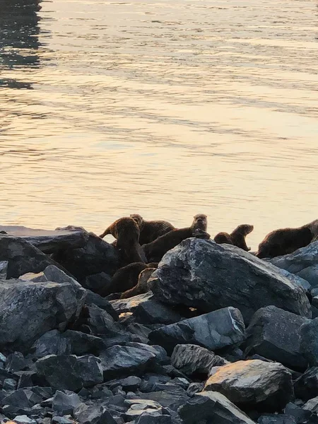 Bust Sea Otters Alaska — Stock Photo, Image
