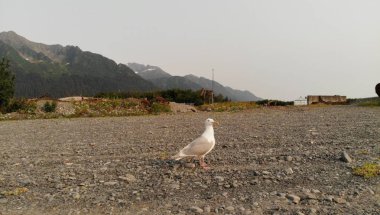 Seagull on the beach in Alaska during the Summer  clipart