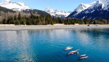 Deniz Aslanları Alaska 