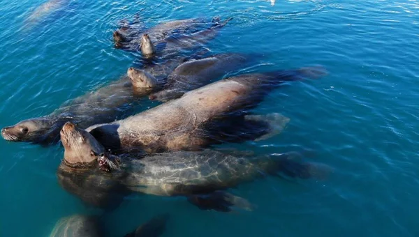 Leões Marinhos Nadando Alasca — Fotografia de Stock