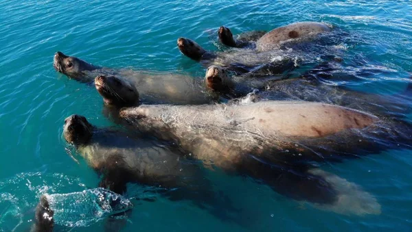 Sea Lions Swimming Alaska — Stock Photo, Image