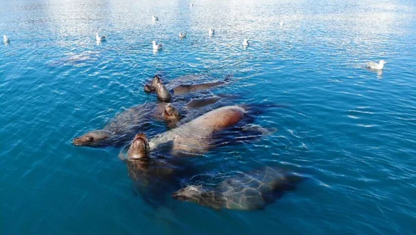Leões Marinhos Nadando Alasca — Fotografia de Stock