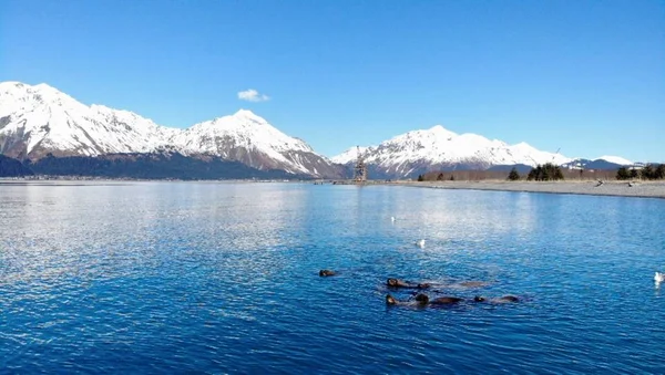 Leoni Marini Alaska — Foto Stock