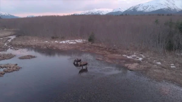 Alaska besleme geyik 