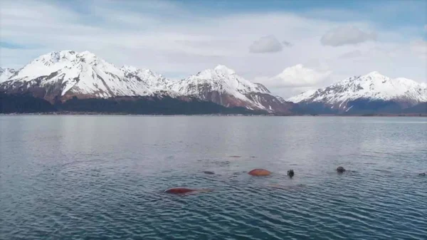 Alaska Daki Deniz Memelileri — Stok fotoğraf